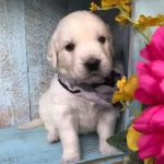 Golden Retriever Yavruları