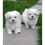 Topak Gibi Maltese Yavrularım