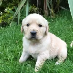 Golden Retriever Yavruları Antalya