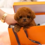 Boncuk Suratli Ozel Korean Toy Poodle Bebişlerimiz