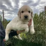 Husky Sibirya A Kalite Yavrular