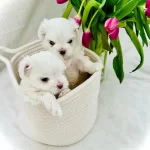 Maltese Yavrularımız Sizlerle