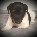Jack Russel Yavruları