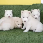 Beyaz Husky Sibirya Yavruları