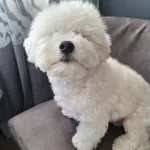 Bişon Frize Cinsi Safkan Orjinal Köpeklerimiz