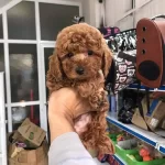 Toy Poodle Yavruları