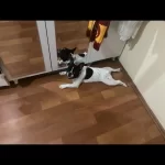 Ücretsiz Sahiplendirilecektir