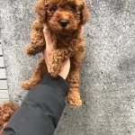 Irk Garantili Toy Poodle Yavruları