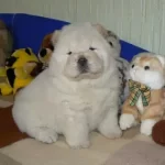 Irk Garantili Chow Chow Yavruları