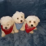 Irk Garantili Maltese Yavruları
