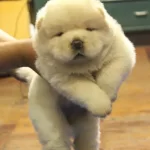 Irk Garantili Chow Chow Yavruları