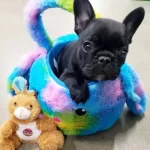 Fransiz Bulldog Yavruları