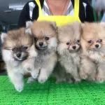 Dünya Tatlısı Spitz Yavruları