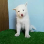 Sibirya Kurdu Yavruları