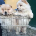 Kaliteli Chow Chow Yavruları