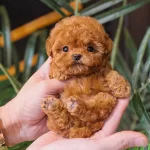 Teacup Boyut Lu Avuc Ici Kadar Toy Poodle Yavrularim