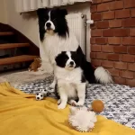 Border Collie Yavruları