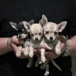 Sevimli Mini Chihuahua