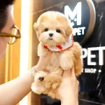 Apricot Renk Ozel Toy Poodle Bebeklerimiz
