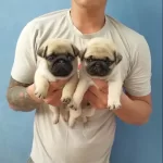 Irk Garantili Pug Yavruları