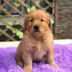 Golden Retriever Yavruları İstanbul