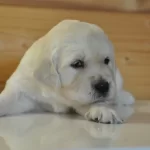 Golden Retriever Yavrusu