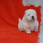 Pofuduk Chow Chow Yavruları