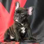 French Bulldog Yavruları