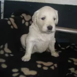 Golden Retriever Yavruları