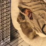 Köpeğimi Veriyorum Taşınma Nedeniyle