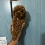 Tatlı Yavrumuz Yeni Yuvasını Bekliyor