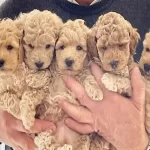 Dünya Tatlisi Maltipoo Yavruları