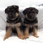 Alman Çoban Köpeği Yavruları
