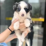 % 100 Irk Garatili Border Collie Yavruları