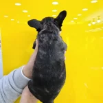 Fransiz Bulldog Yavruları