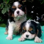 Cavalier King Charles Yavruları