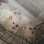 2 Aylık Oyuncu Dostu Yavru Sptiz