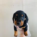 Dachshund ( Sosis Köpek ) Yavruları