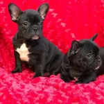 French Bulldog Yavrularımız