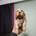 Dünya Tatlısı Cocker Yavruları