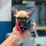Fawn French Bulldog Yavruları