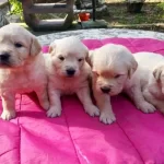 Irk Garantili Golden Retriever Yavruları
