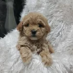 Irk Garantili Maltipoo Yavruları
