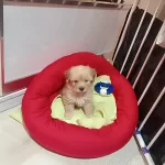 Sevimli Oyuncu Minişlerim