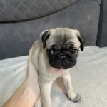 Puk Yavrularımı 48 Günlükler