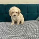 Erkek Maltıpo Akıllı Cocuk