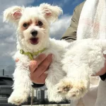 6 Aylık Maltese Terrier