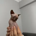 Irk Garantili Sfenks Yavruları