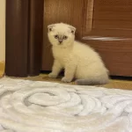 Minnoşlarım Teslime Hazır