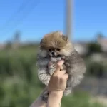 Orjinal Tedy Bear Boo Yavruları